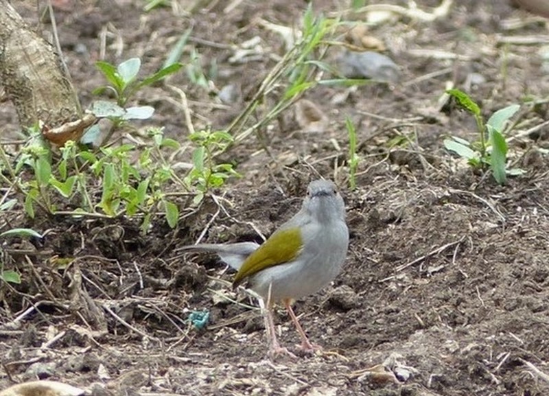 Lodge Massaï-Mara - Kenya 2019 2747.JPG