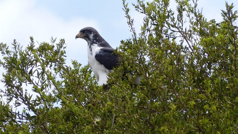 Lake Nakuru National Park - Kenya - 2019 2191.JPG