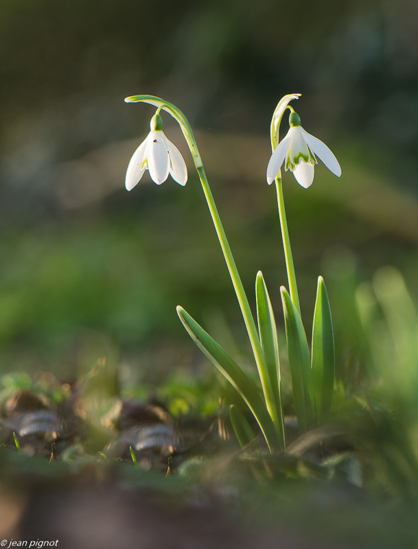 perce neige 01 2020-7784.jpg