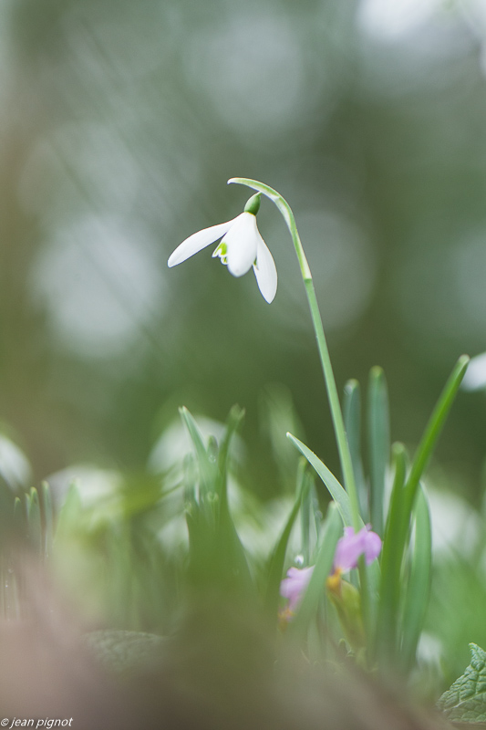 perce neige n2 01 2020-7813.jpg