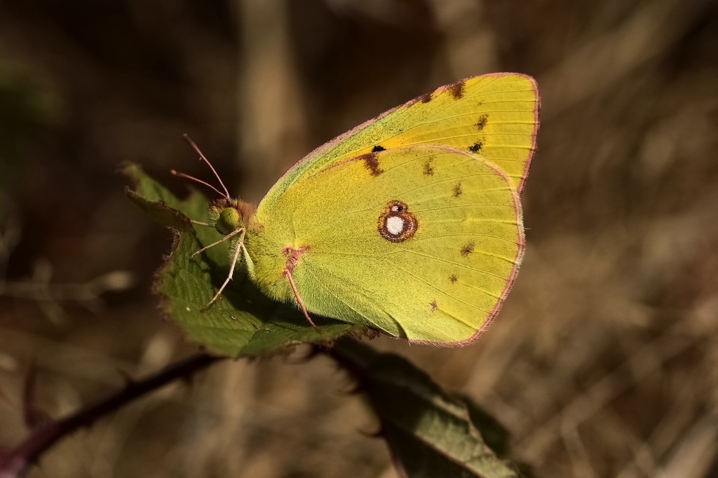 2 IMG_ COLIAS.JPG