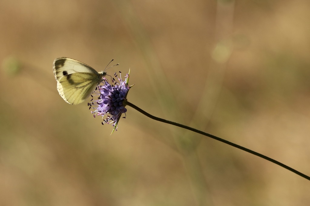 7 IMG_ Pieris SP.JPG