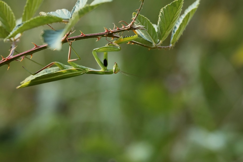 9 IMG_MANTIS.JPG