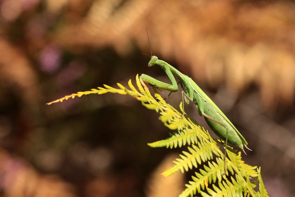 11 IMG_MANTIS.JPG