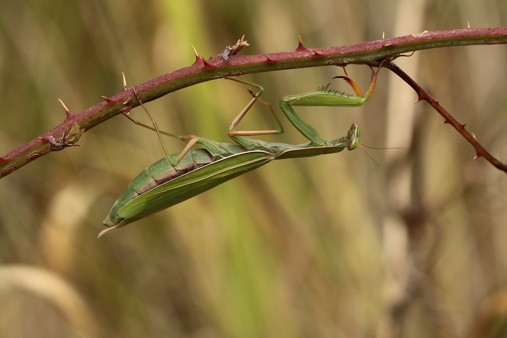 12 IMG_MANTIS.JPG