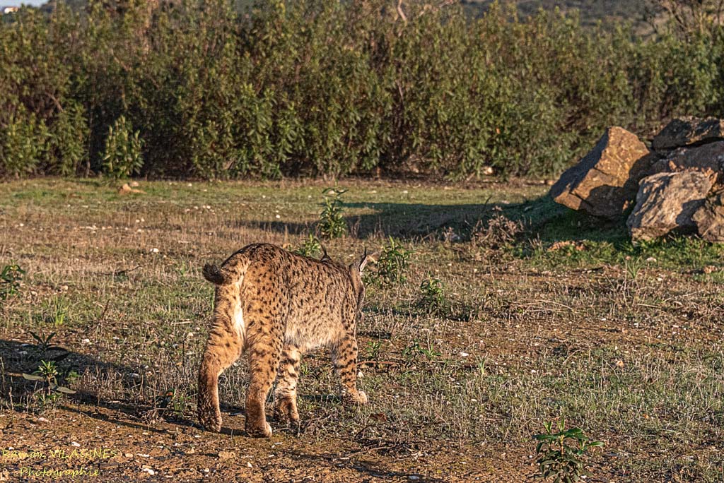 Lynx-_D756876-ps.jpg