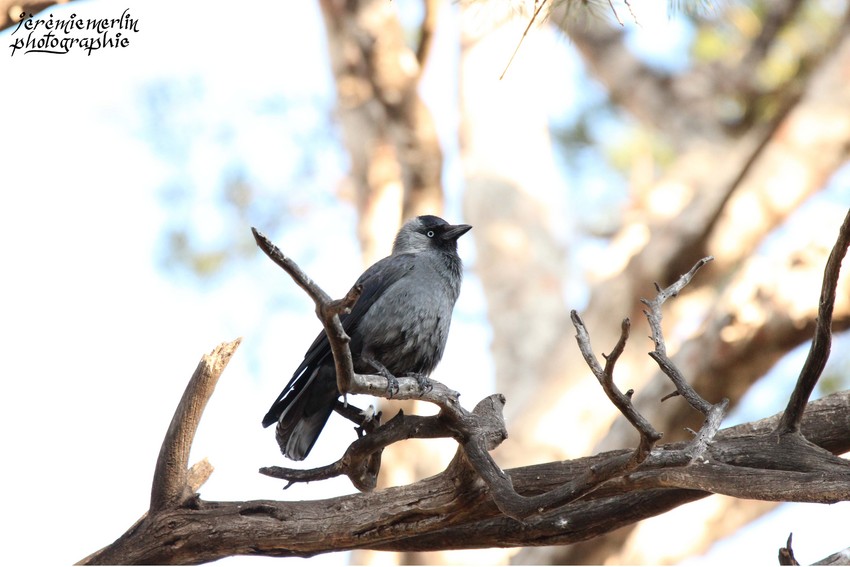 Choucas_des_Tours_Parc_Oiseaux_Toulon_1a.jpg