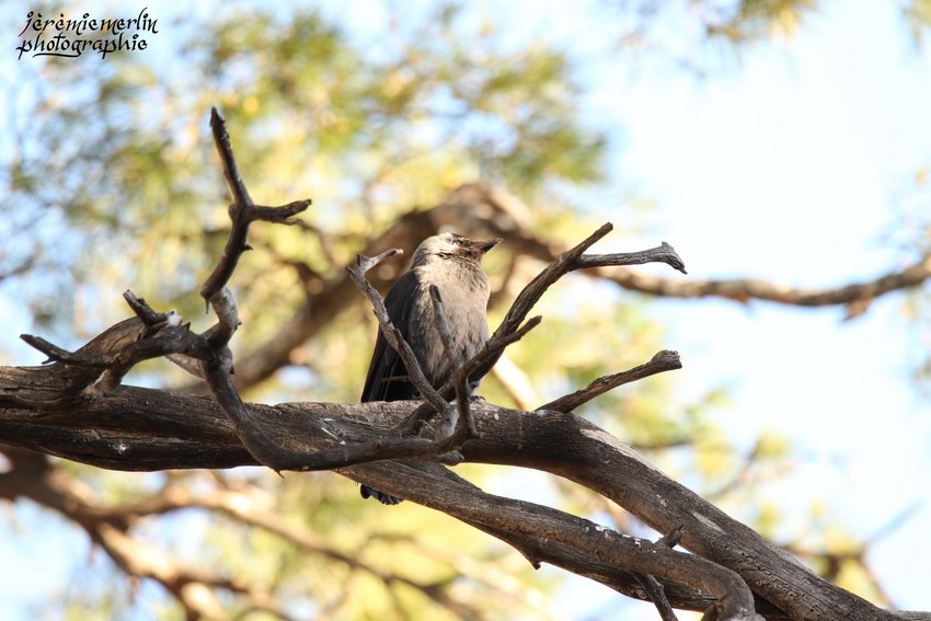 Choucas_des_Tours_Parc_Oiseaux_Toulon_4a.jpg