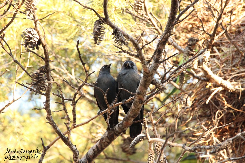 Choucas_des_Tours_x2_Parc_Oiseaux_Toulon_3a.jpg