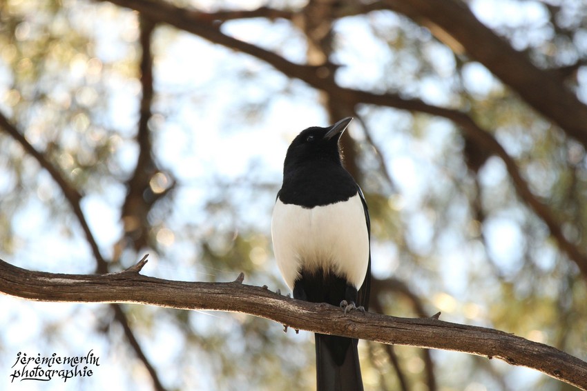 Pie_Parc_Oiseaux_Toulon_2a.jpg