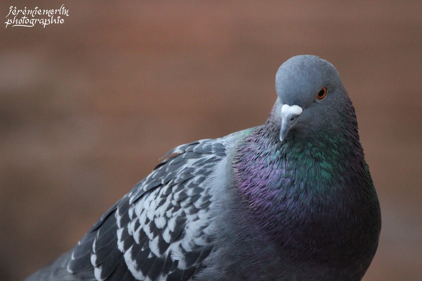 Pigeon_Parc_Oiseaux_Toulon_1a.jpg