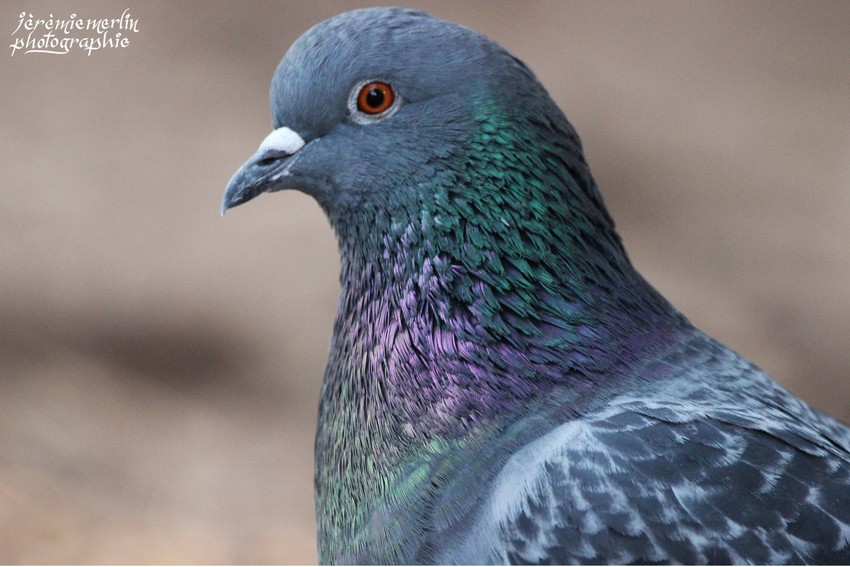 Pigeon_Parc_Oiseaux_Toulon_2a.jpg