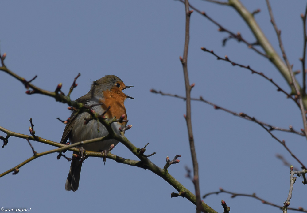 oiseaux chanteurs 02 2020-5107.jpg