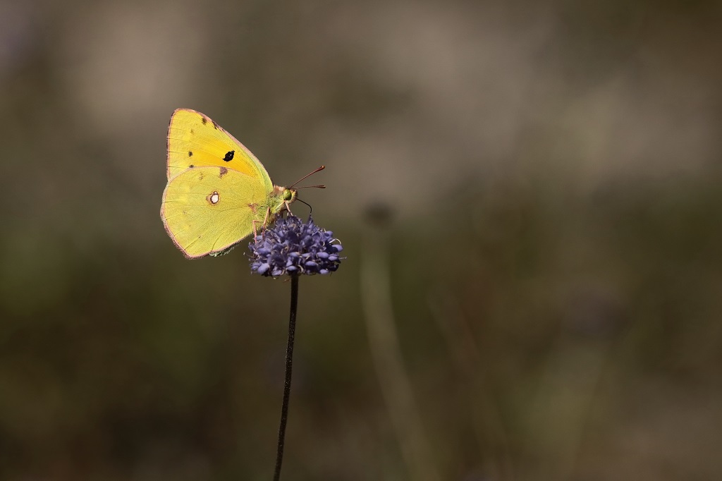 1 IMG_COLIAS CROCEA SOUCI.JPG