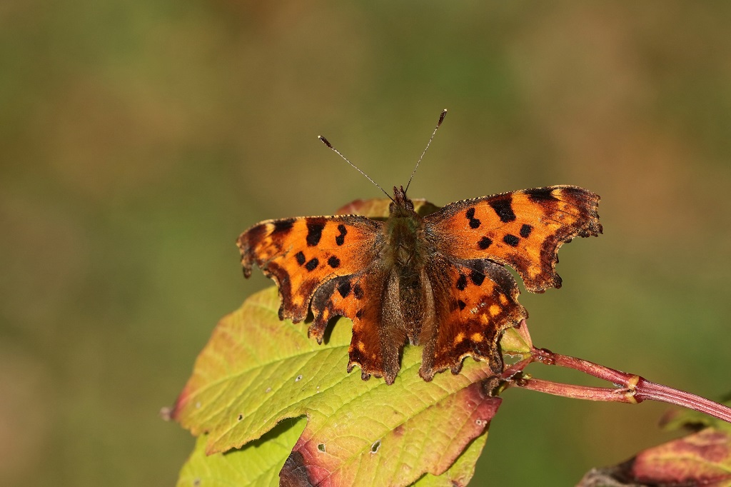 7 IMG_Polygonia c-album.JPG