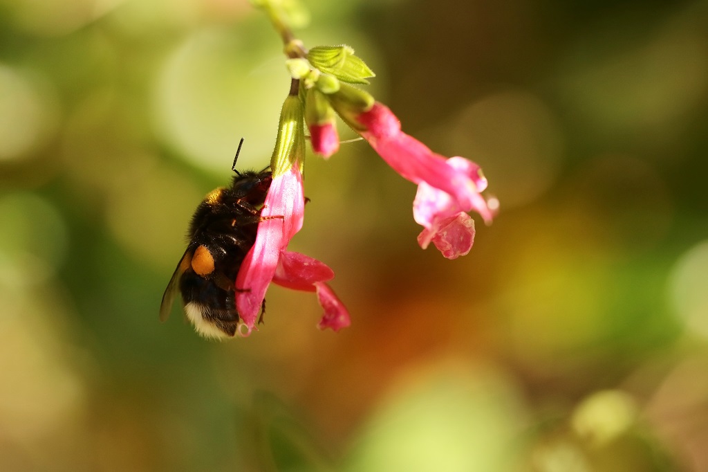 10 IMG_ Bombus sp.JPG