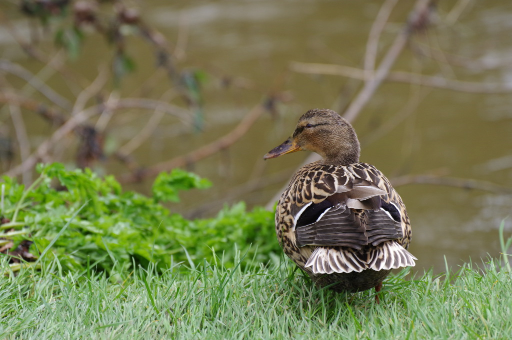 Canard colvert femelle.JPG