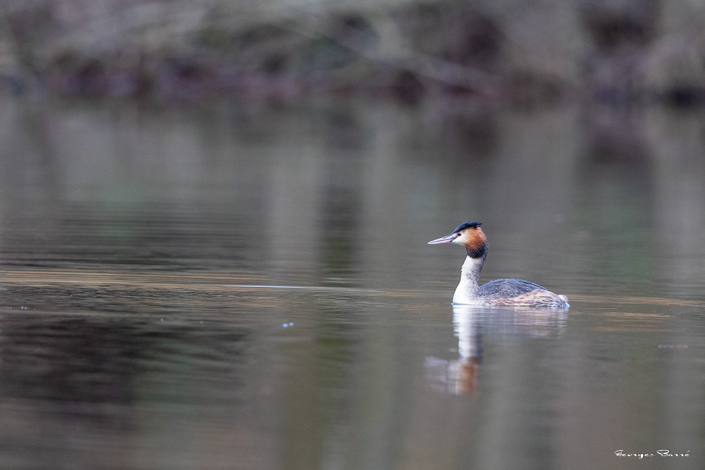 Grèbe huppé (Podiceps cristatus) Great Crested Grebe-33.jpg