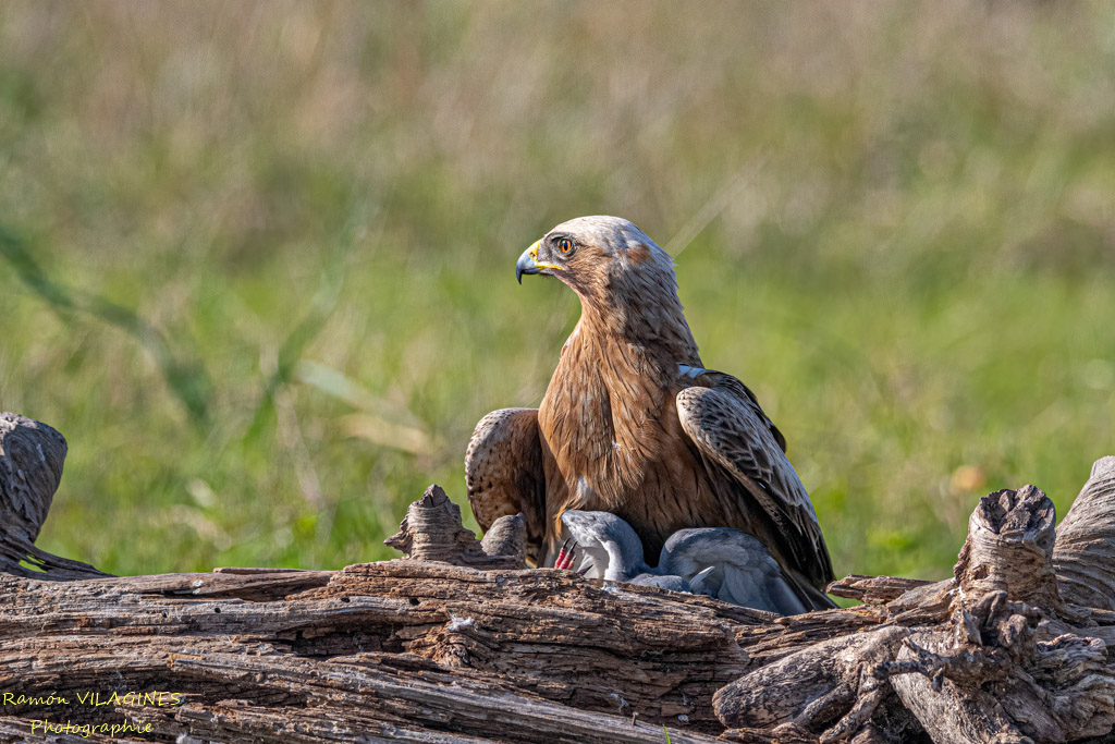 Aigle botté-796-ps.jpg