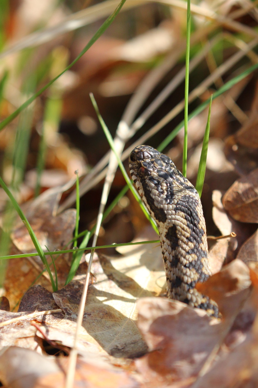 Vipère péliade - Vipera berus #1 150320 I&N.JPG