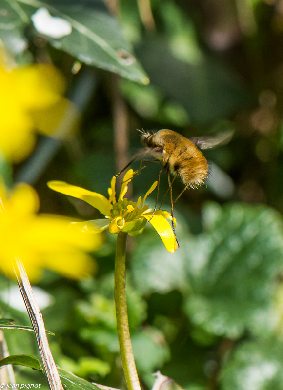 bombyle 3 2020-9040.jpg