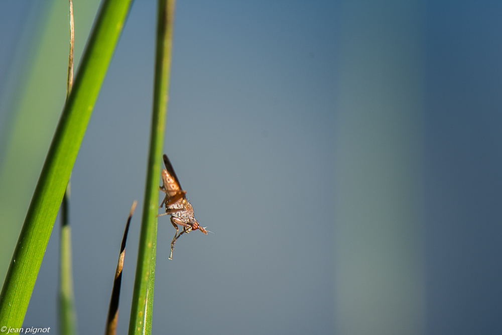 mouche de la mare 3 2020-9060.jpg