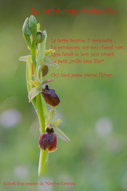Ophrys arachnitiformis.jpg