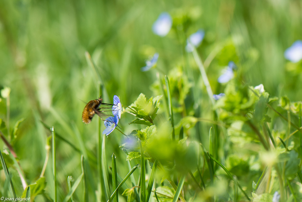 bombyle 3 2020-9142.jpg