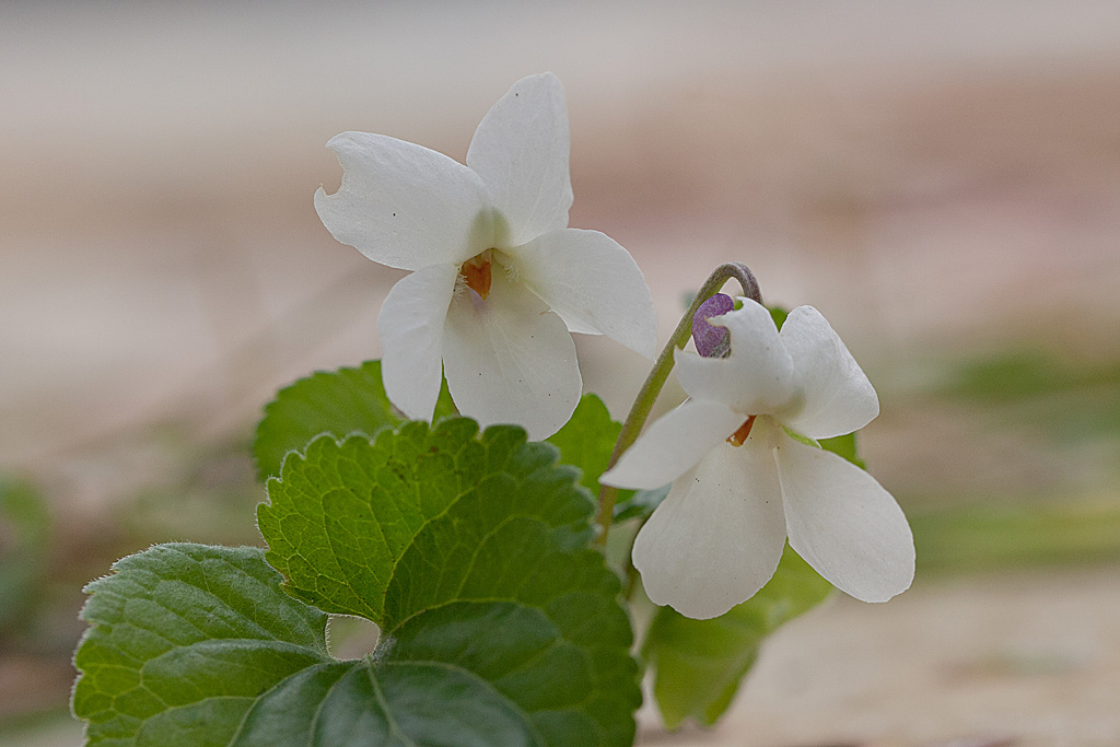 Violette odorante forme blanche IN.jpg