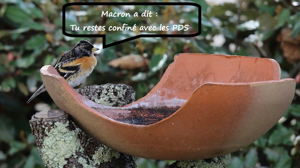 Pinson du nord confiné avec les PDS.jpg