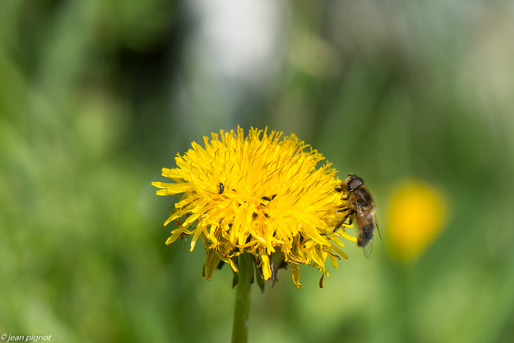 insectes du talut 3 2020-9197.jpg