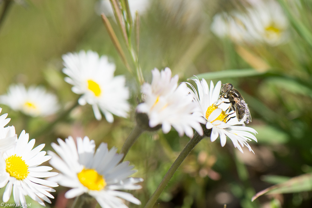 insectes du talut 3 2020-9464.jpg