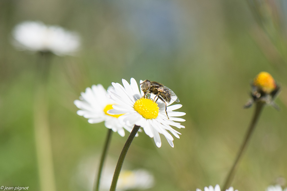 insectes du talut 3 2020-9475.jpg