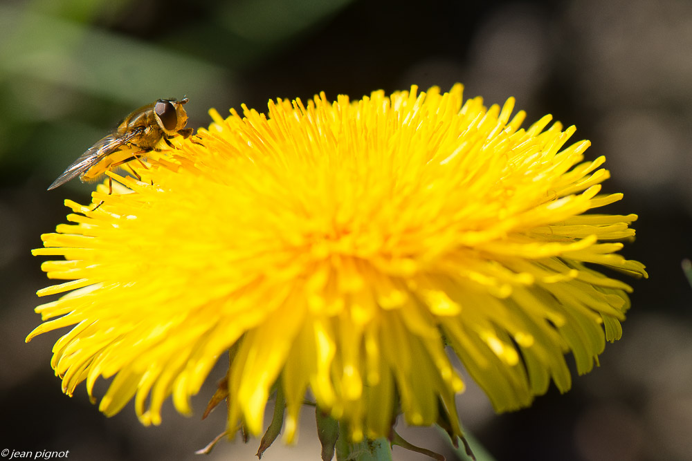 insectes du talut 3 2020-9492.jpg