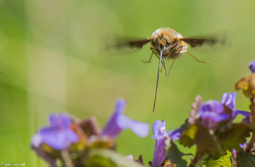 bombyle 3 2020-9853.jpg