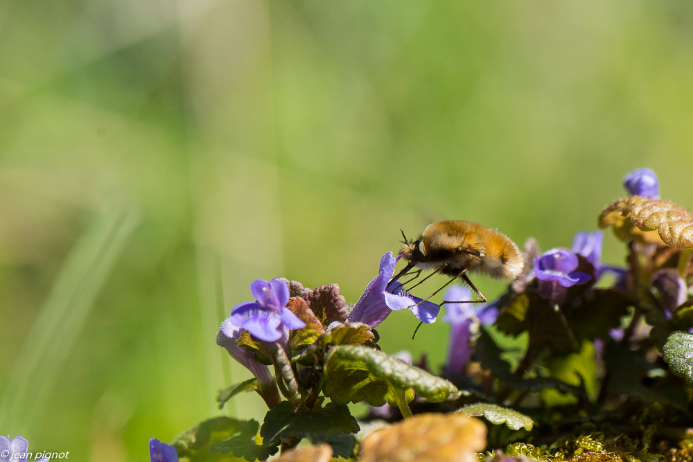 bombyle 3 2020-9858.jpg