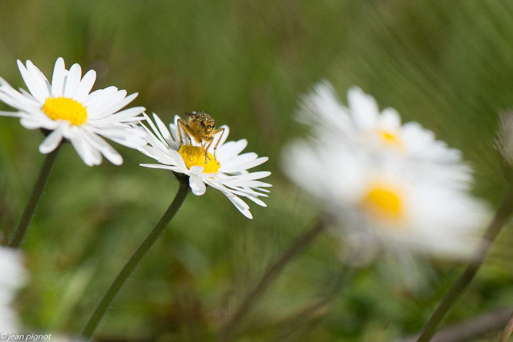 insectes sur paquerette 3 2020-9862.jpg