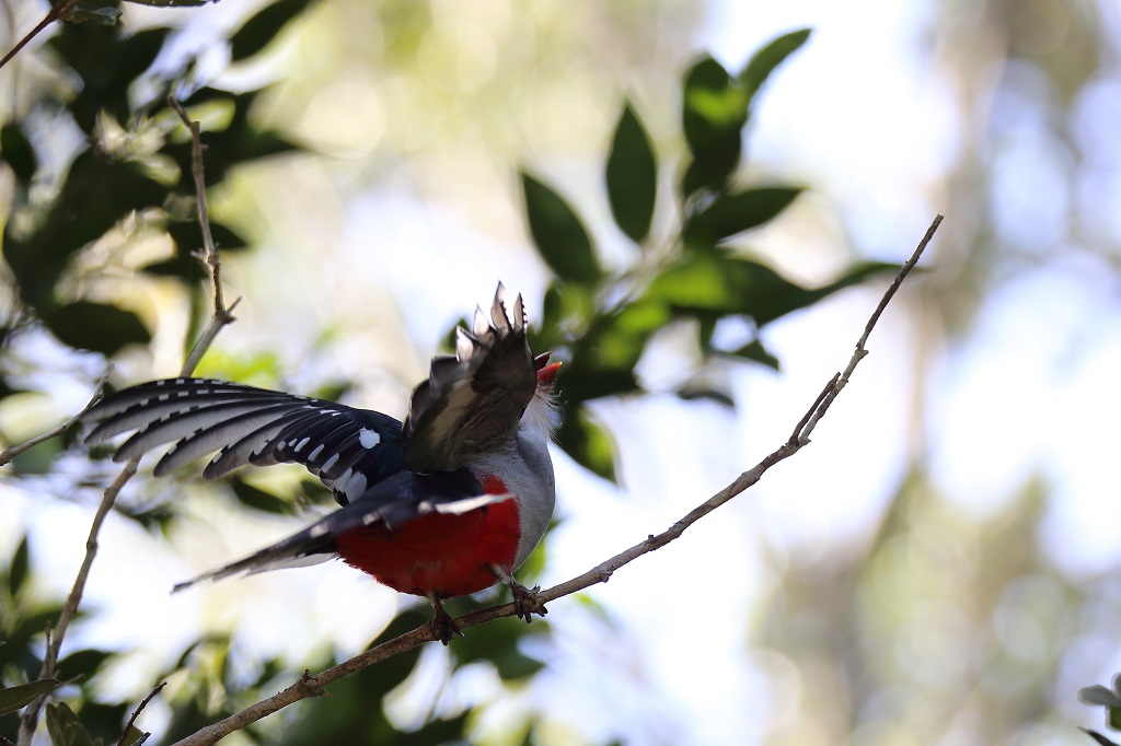 35 Trogon de Cuba.jpg