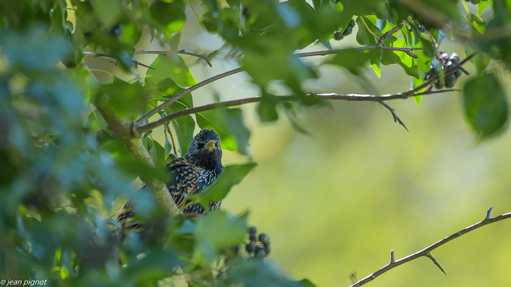 oiseaux du liérre 3 2020-6296.jpg