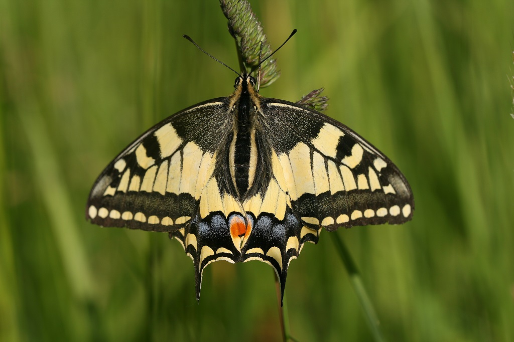 2 IMG_2651X Papilio machaon Machaon.JPG