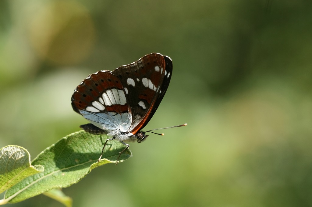 8 IMG_6189X Limenitis reducta Sylvain azuré.JPG