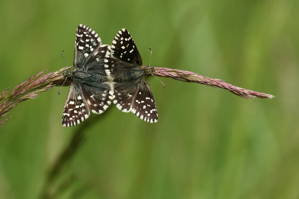 9 IMG_6651X Pyrgus malvae Hespérie de la mauve.JPG