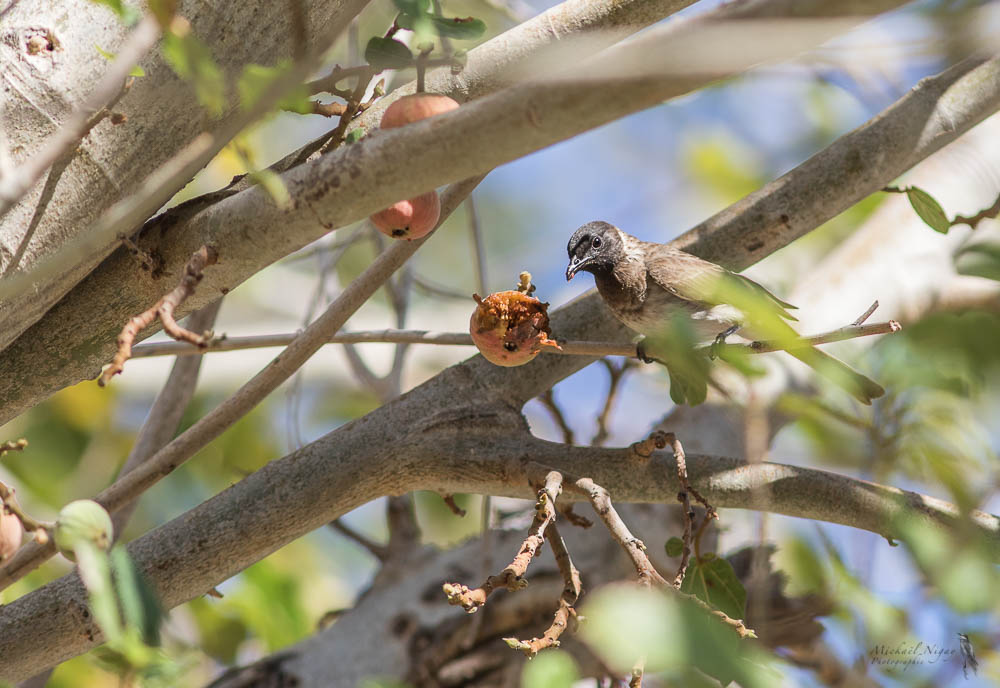 Bulbul somalien.jpg