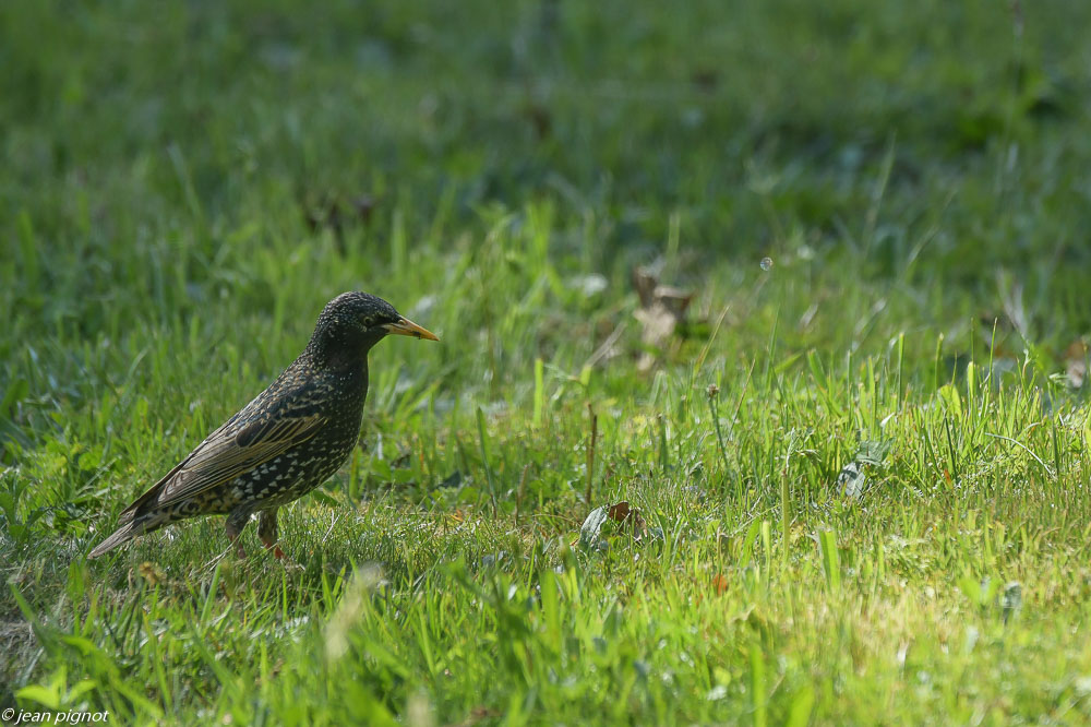 etourneaux sur la pelouse 4 2020-7260.jpg