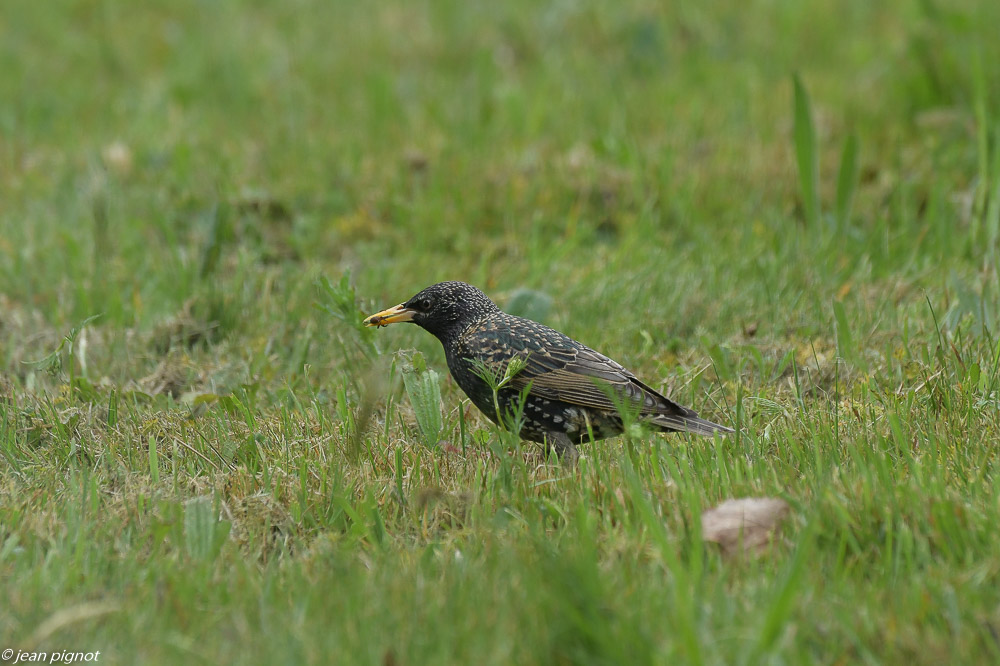 etourneaux sur la pelouse 4 2020-7285.jpg