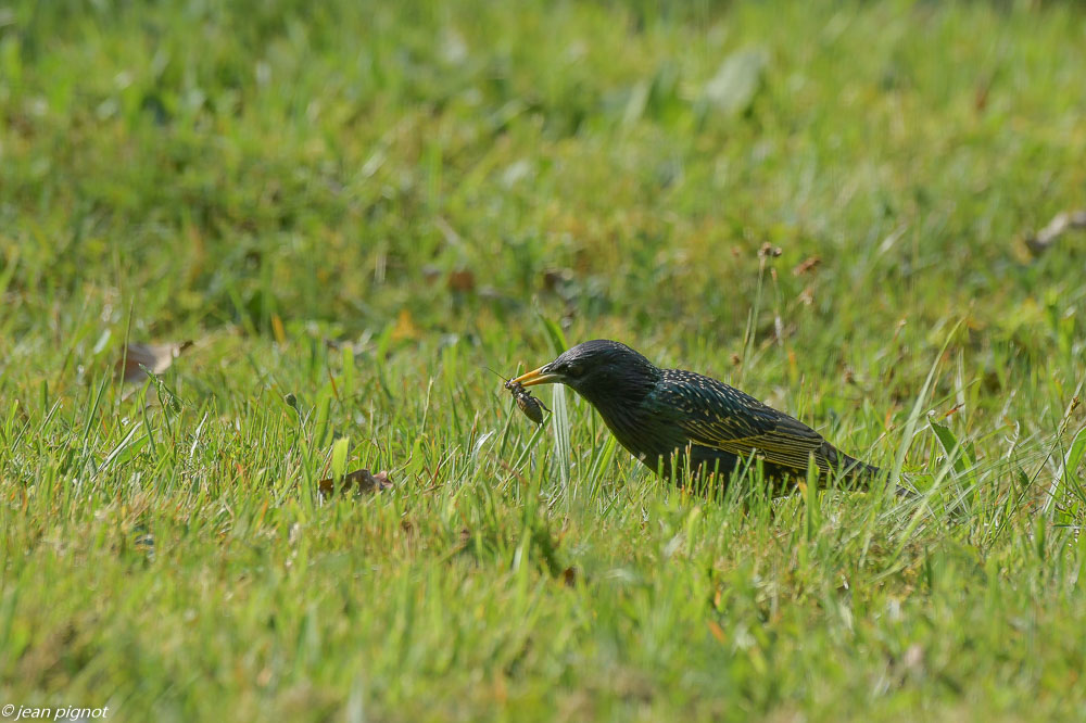 etourneaux sur la pelouse 4 2020-7385.jpg