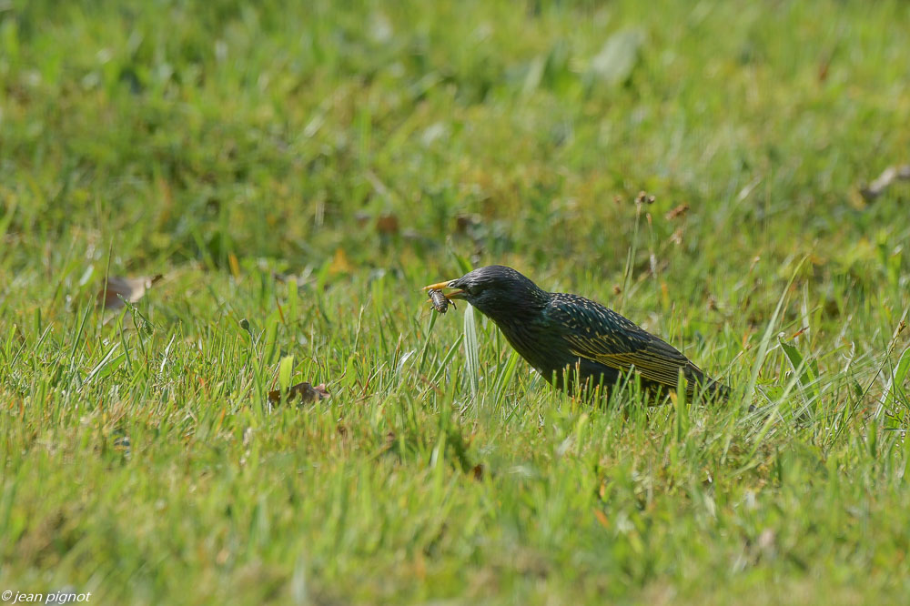 etourneaux sur la pelouse 4 2020-7390.jpg