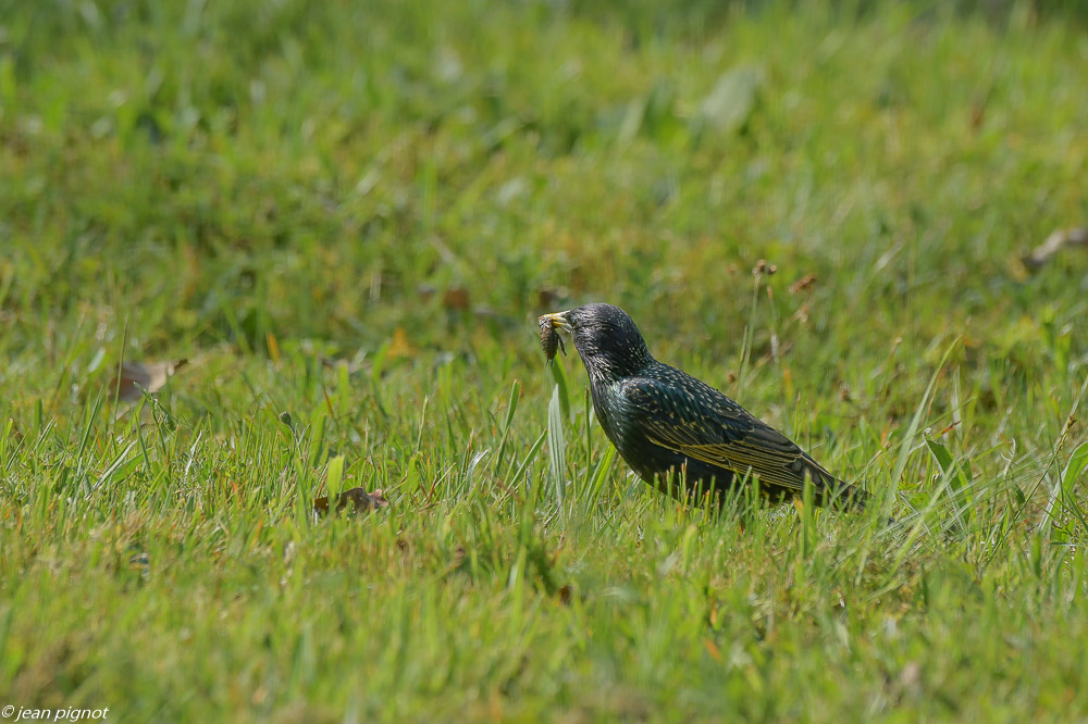 etourneaux sur la pelouse 4 2020-7401.jpg