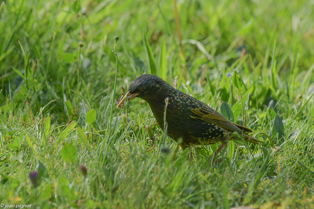 etourneaux sur la pelouse 4 2020-7419.jpg