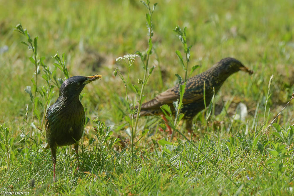 etourneaux sur la pelouse 4 2020-7428.jpg